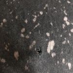 Affliction Women’s  t-shirt Photo 6