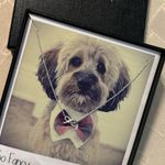 Kitsch So Fancy Necklace Earring Set 14K Sterling Silver Plated Brass NWT Photo 1