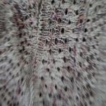 Falls Creek  Women's Marled Knit Cardigan Photo 2