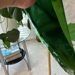 Kate Spade Green Floral Long Sleeve Dress large Photo 5