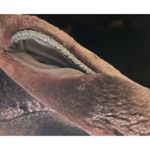 Vintage 40s 50s Mouton Fur Coat Jacket Dark Brown Photo 8