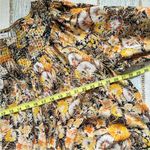 Free People We The Free Cool Meadow Midnight Combo Long Balloon Sleeves Boho Slouchy Top L Photo 10