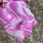 Lele Sadoughi NWOT  lily earrings small Photo 4