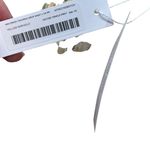 Poupette St Barth Tesorino Mini Dress Floral Print Yellow Marigold One Size Size undefined Photo 11