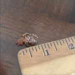 Vintage Praying Angel Pin Photo 2