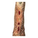 Corral Vintage Ant Saddle Red Butterfly Inlay Leather Boots Women's Size 8.5 Brown Photo 8