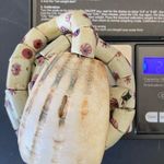 African Venetian Antique Bear Paw Evil Eye Millefiori Glass Trade Beads Necklace Photo 15