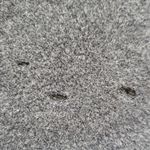 Moschino Vintage 90s  Charcoal Gray Cashmere Wool Chic Feminine Quiet Lux Size 6 Photo 14