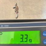 14K white gold yellow sapphire seahorse pendant Orange Photo 7