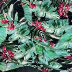 Torrid size 4 swim suit bottoms green tropical ruched bathing suit bikini floral Photo 6