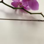 Kate Spade Glasses 💜 Photo 4