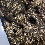 Tracy Reese Black Label Cleopatra Dress Gold Sequins Black Beaded Cutouts size 8 Photo 7