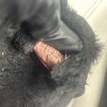 Juicy Couture Womenโs Black Fuzzy Moccasin Slippers Size 8 Comfort Loafers Photo 8