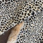 Luxury Leopard Print Wool Scarf‎ with Faux Fur Trim Elegant Warm Accessory Brown Photo 2