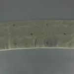 Karl Lagerfeld Infinity Scarf Photo 0