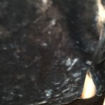 Arizona Jeans Arizona Jean Co Crushed velvet cropped top Photo 2