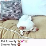   
🦊💋 NWT SET Wildfox Gypsy Flowers Vintage Rare Bikini Photo 15