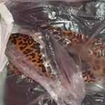 Schutz  leopard animal print w/zebra mafalda calf hair leather boots size 8B Photo 6