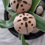 Handcrafted Wooden Wood Burned Round Clip On Earrings Photo 3