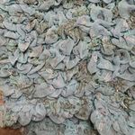 Free People  Scrunch It Up Micro Booty Shorts Chambray Combo Blue Silver Small NW Photo 4