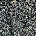 Anthropologie Varun Bahl sequin embellished embroidered astronomy dress size 2 Photo 5