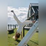 Free People Throw And Go Onesie Jumpsuit Photo 4