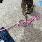 EXPRESS  Distressed Jean Shorts Style Shortie High Rise Women's Size 6 Rolled Hem Photo 1