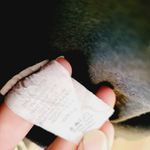 Bellamie  leopard contrast top size medium Photo 6