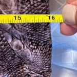 Snake Print Non Leather Tote Bag Multiple Photo 1