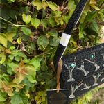 NWT Brand New Dirty Martini Olives Black Beaded Bag Made in India Handcrafted Photo 4