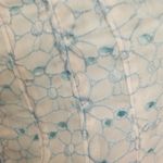 Joseph For  blue and white floral skirt Photo 4