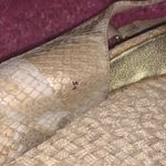 Dolce Vita Snakeskin Espadrille Wedge Sandals Tan Size 10 Photo 3