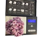 Vintage Chipped Shell Necklace Dyed Purple Surfer Vacation Screw Barrel Estate Photo 4