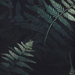 Disturbia Fernery Midi Shirt Dress Black Green Whimsigoth Dark Romance Witchy Size 2 Photo 4