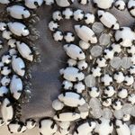 Alice + Olivia gray beaded collar shift dress with corded belt, Size M NWT Photo 10