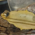 Antique Vintage Damascene Art Deco Gold Tone Silver Filigree Bar Brooch Pin FLAW Photo 14