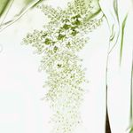 La Femme NWT Paris Women’s Green 3Pc Skirt Suit Set size 16 Photo 3