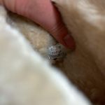  | FRYE Paige Loop Lug Boots Fur Lined Photo 6