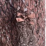 Ann Ferriday Brown Stretch Lace Skirt One Size USA Y2K Romantic Bow Trim Fairy Photo 6