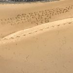 Audrey Brooke Berry 2 Snake Print Plattform Heels.  Photo 6