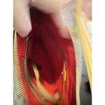 Dooney & Bourke  Taupe Pebble Grain Purse Shoulder Bag Lightly Used‎ Photo 6