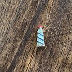 Origami Owl  Tiny Locket Charms- Sold Altogether Photo 2