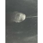 Co. Brown Leather Riding Boots Women’s Tall Equestrian Designer Luxury EU 36 Size 5 Photo 9