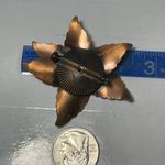 Textured 5 Leaf Copper Brooch Photo 2