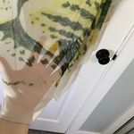 ZARA Animal Print Mini Dress Beige Chiffon Small Photo 4