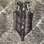 Rebel Sugar  Black and Gray Snakeskin Bodysuit Photo 2