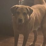 Frank & Eileen Pant Wicklow Chino Twill Mid-Rise Cropped Raw Light Pink 10 GUC Photo 8