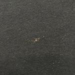 Ghost "Papa Emeritus" T-shirt size 3XL  Photo 4