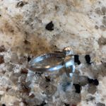 Sarah Coventry vintage ring US size‎ 5 Photo 2