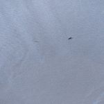 Azazie  Nessie bridesmaid dress dusty blue A10 Photo 8